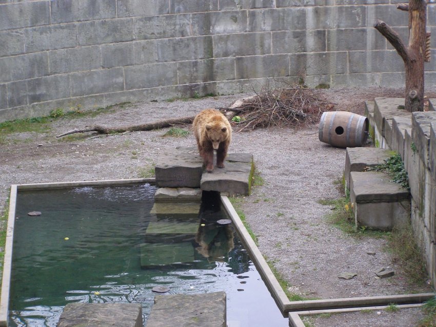 Фото достопримечательностей Швейцарии: Один из обитателей медвежьих ям в Берне