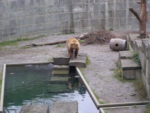 Один из обитателей медвежьих ям в Берне (Швейцария)