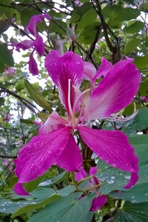 Тропический цветок на Ко Тао (Тайланд)
