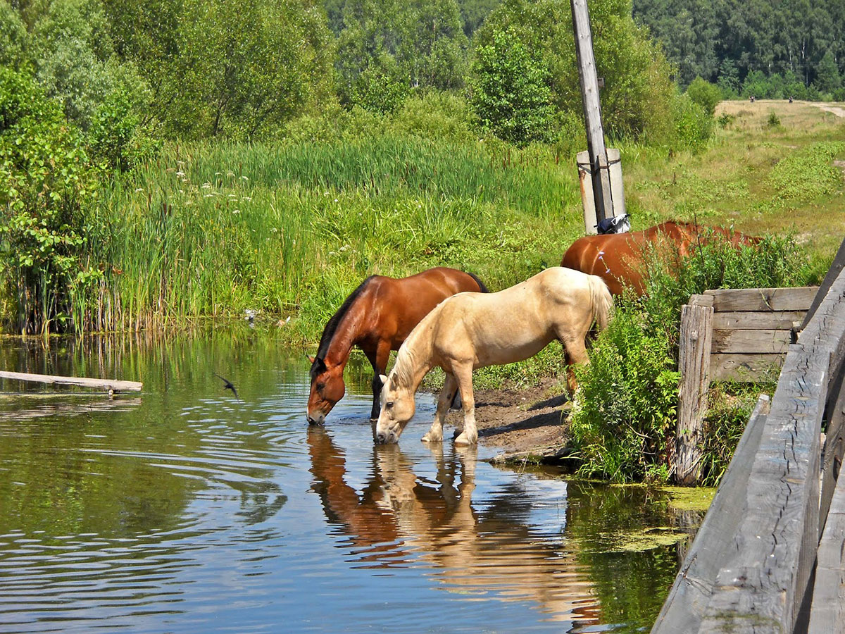 Чудесный витязь коня из реки. Лошадь у реки. Река жеребец Украина. Кони у реки. Лошадки речка.