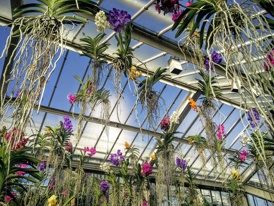 Теплица орхидей в пушкино. Сингапур Орхидейная оранжерея. Лост Орхидея оранжерея. Ботанический сад Санкт-Петербург орхидеи. Ботанический сад в Коломбо дом орхидей.