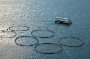 Акваферма вблизи Ферерских островов (Страны Скандинавии)