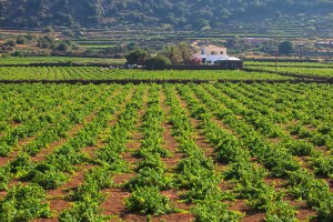 Виноградники Пантеллерии находятся под охраной ЮНЕСКО (Италия)