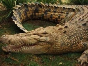 В Праге появился крокодилий зоопарк 