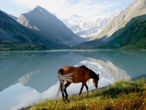 Горный Алтай: знакомство с лошадьми и величественной природой