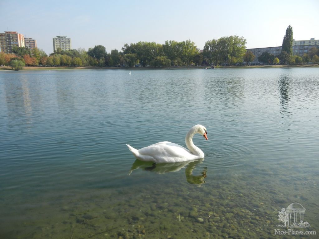 Лебедь на Штрковецком озере в районе Ружинов - Братислава - столица Словакии
