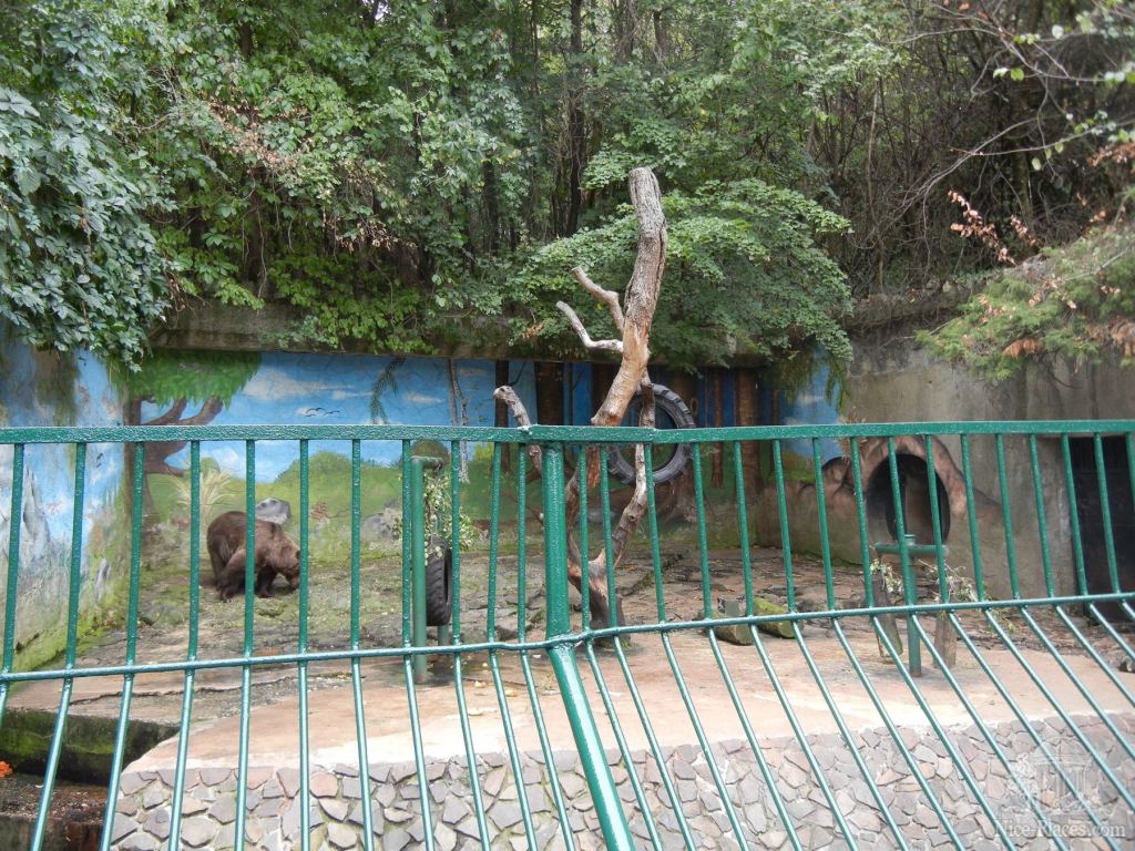 Павильон с бурым медведем - Братиславский зоопарк - взгляд на таинства природы