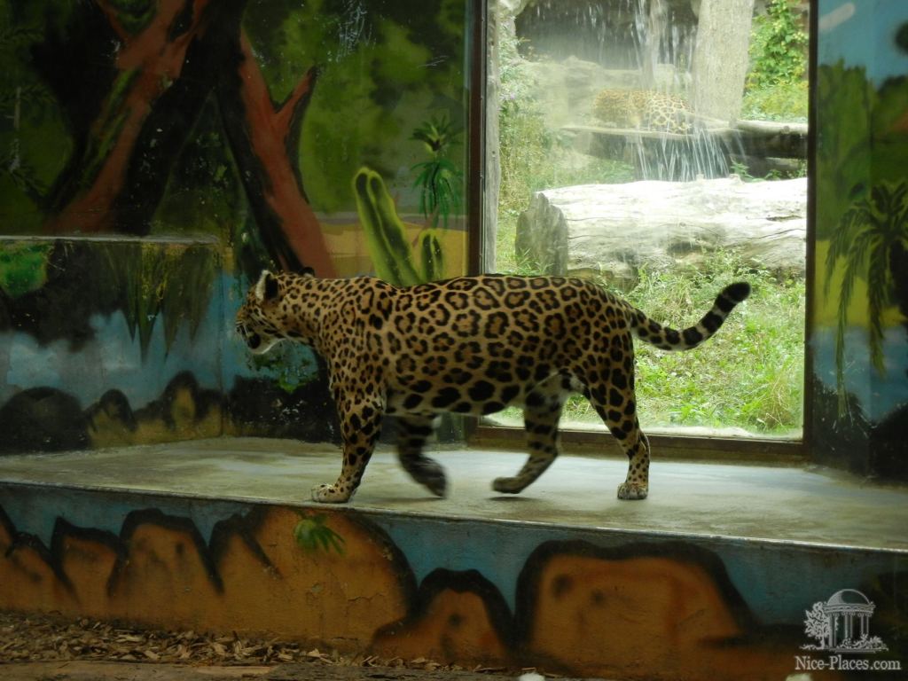 Ягуар во внутреннем помещении - Братиславский зоопарк - взгляд на таинства природы