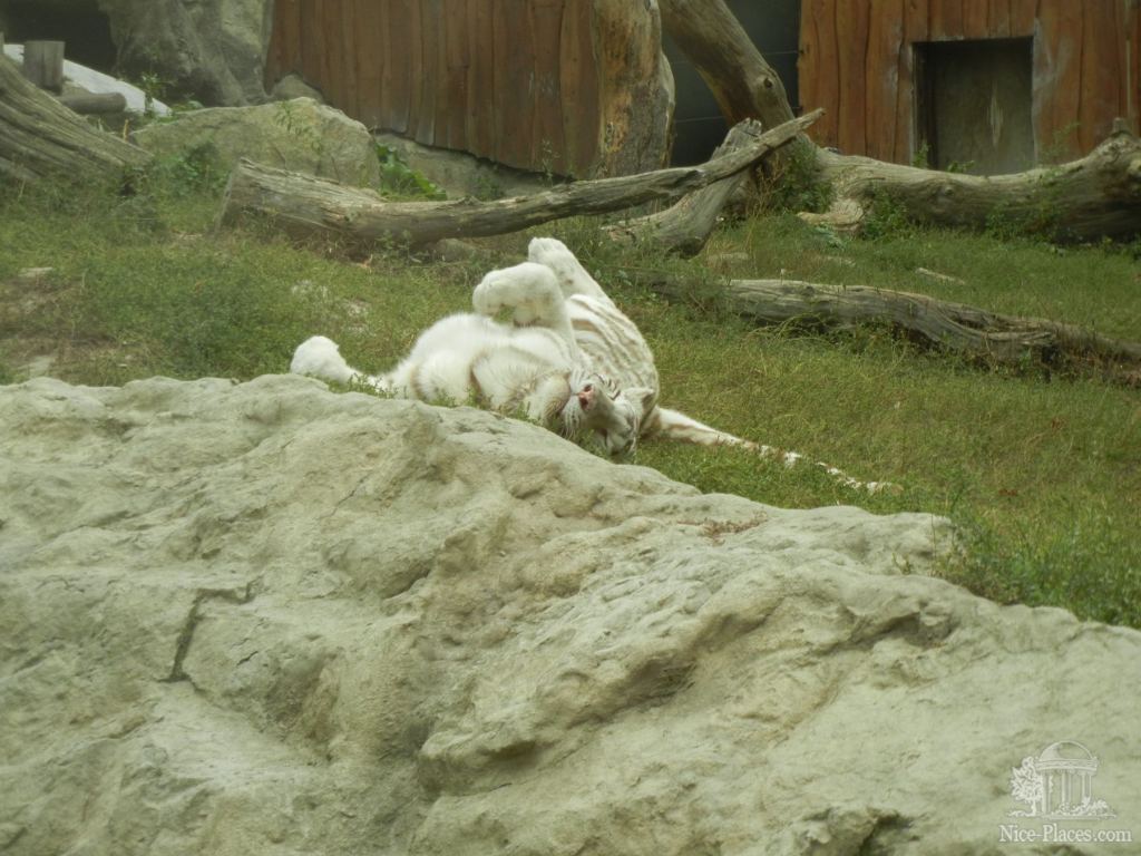 Белый тигр нежится на травке :) - Братиславский зоопарк - взгляд на таинства природы