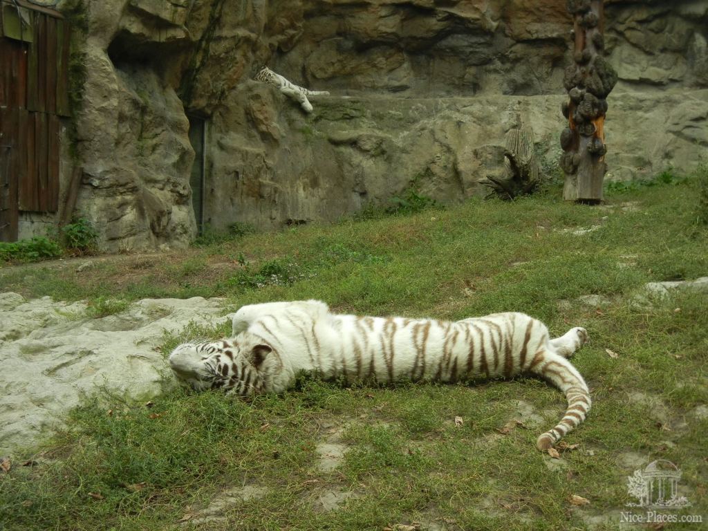 Белый тигр отдыхает, прямо как кот  - Братиславский зоопарк - взгляд на таинства природы