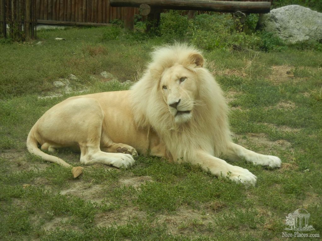 Белый лев, такие виды по всей планете живут преимущественно в зоопарках - Братиславский зоопарк - взгляд на таинства природы