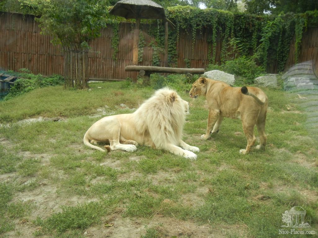Белый лев с львицей - Братиславский зоопарк - взгляд на таинства природы