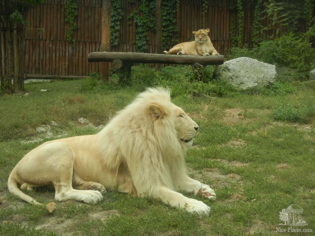 Лев и львица на заднем плане - Братиславский зоопарк - взгляд на таинства природы
