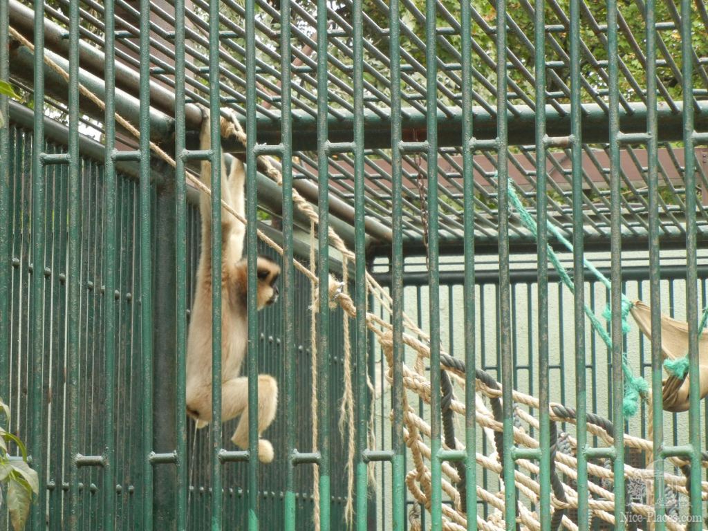 Обезьянка - Братиславский зоопарк - взгляд на таинства природы