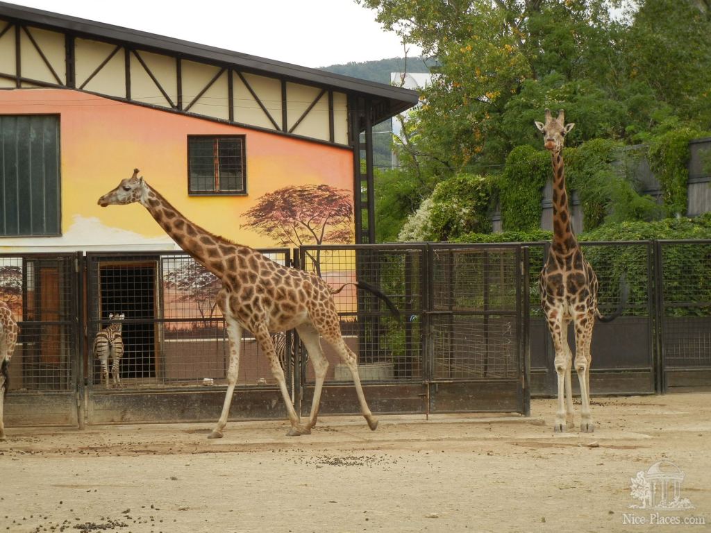Павильон жирафов и зебр - Братиславский зоопарк - взгляд на таинства природы