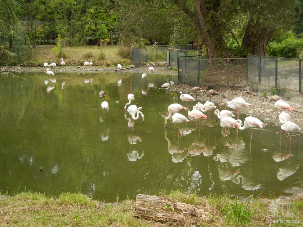 Озеро с розовыми фламинго - Братиславский зоопарк - взгляд на таинства природы