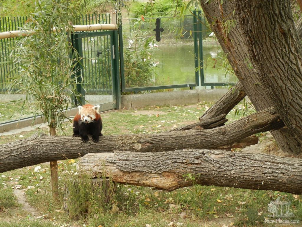 Красная панда - Братиславский зоопарк - взгляд на таинства природы