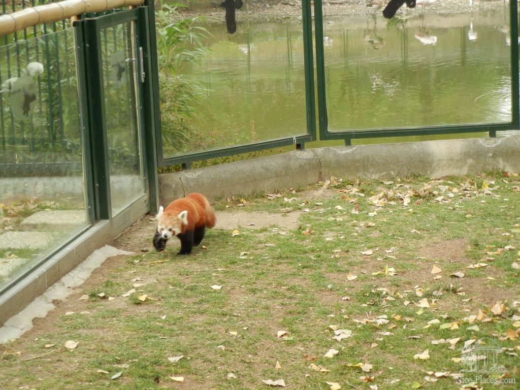 Гуляющая красная панда - Братиславский зоопарк - взгляд на таинства природы