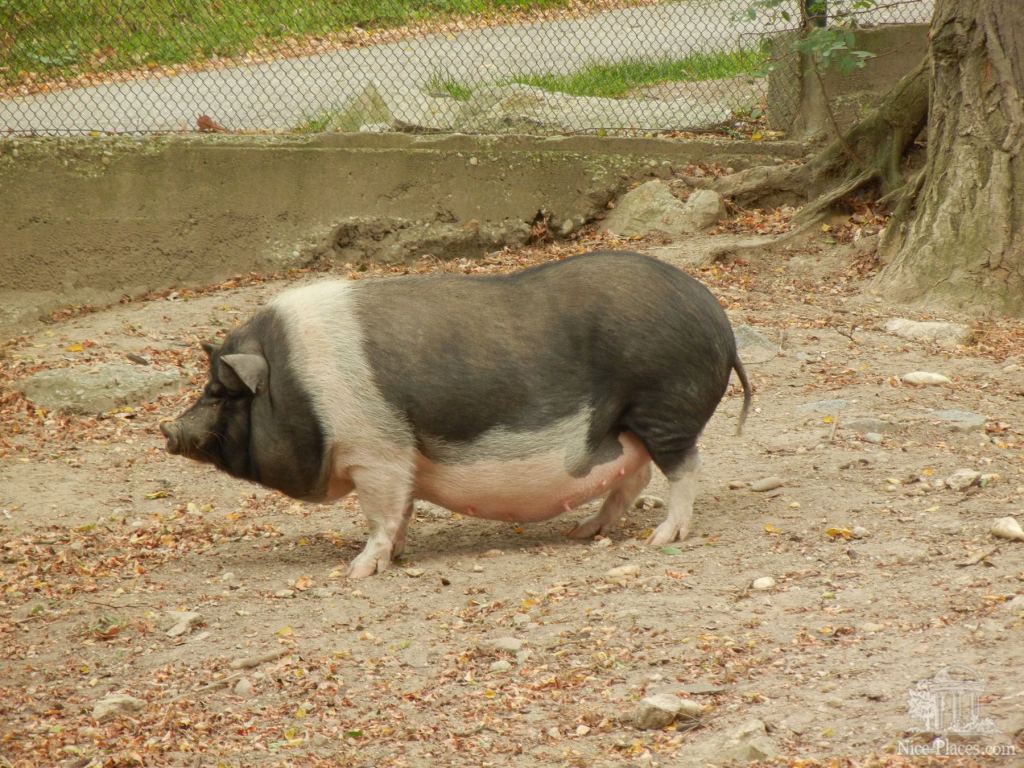 Свинка - Братиславский зоопарк - взгляд на таинства природы