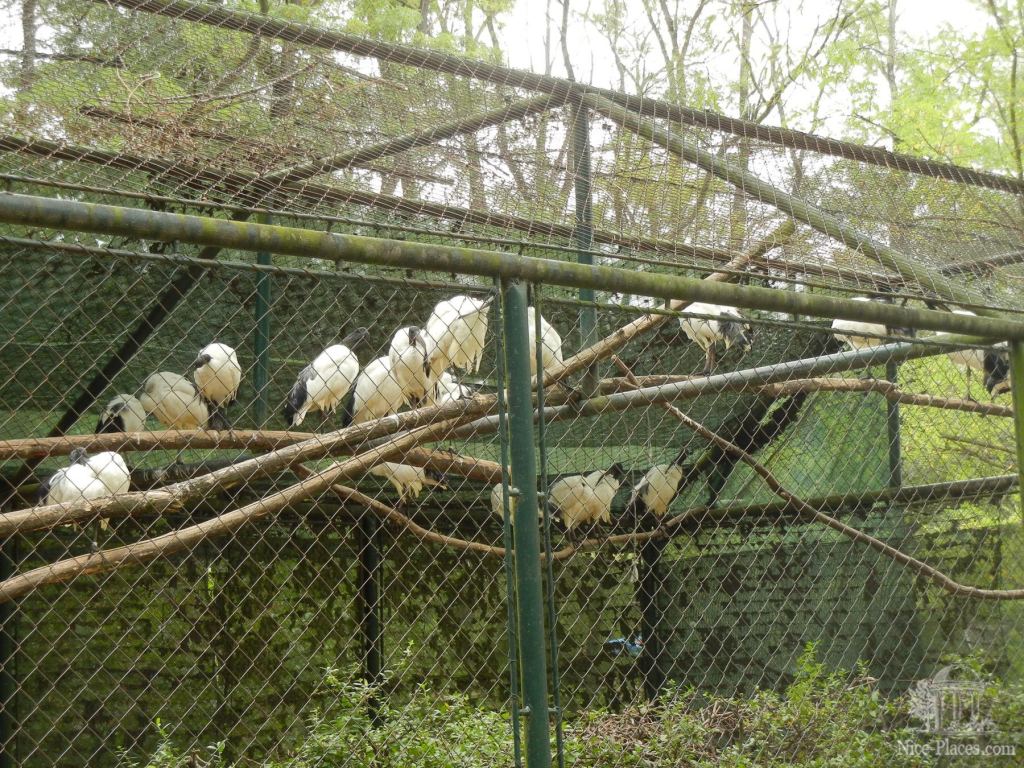 Фото 25 - Братиславский зоопарк - взгляд на таинства природы