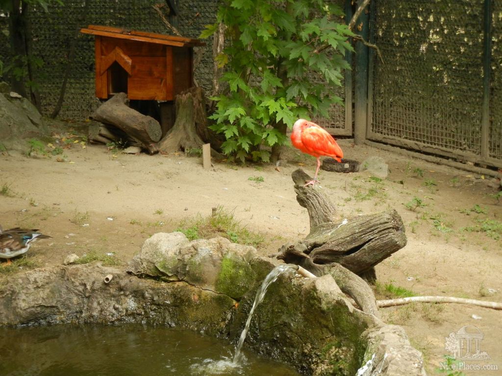 Красный ибис  - Братиславский зоопарк - взгляд на таинства природы
