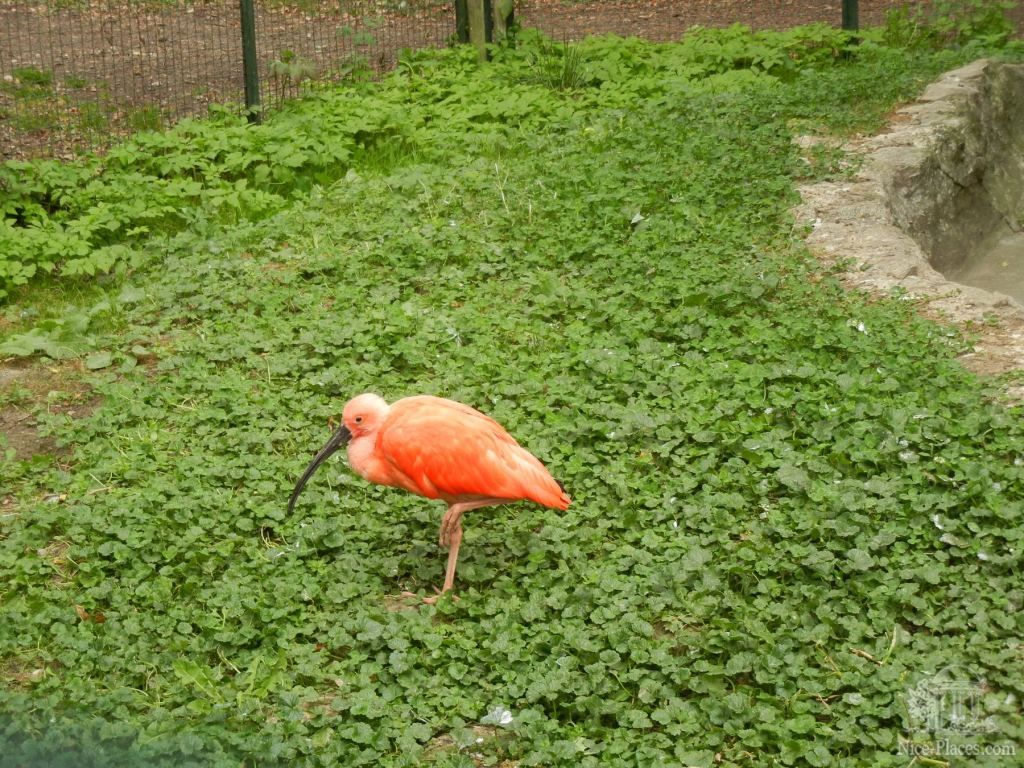 Еще один красный ибис - Братиславский зоопарк - взгляд на таинства природы