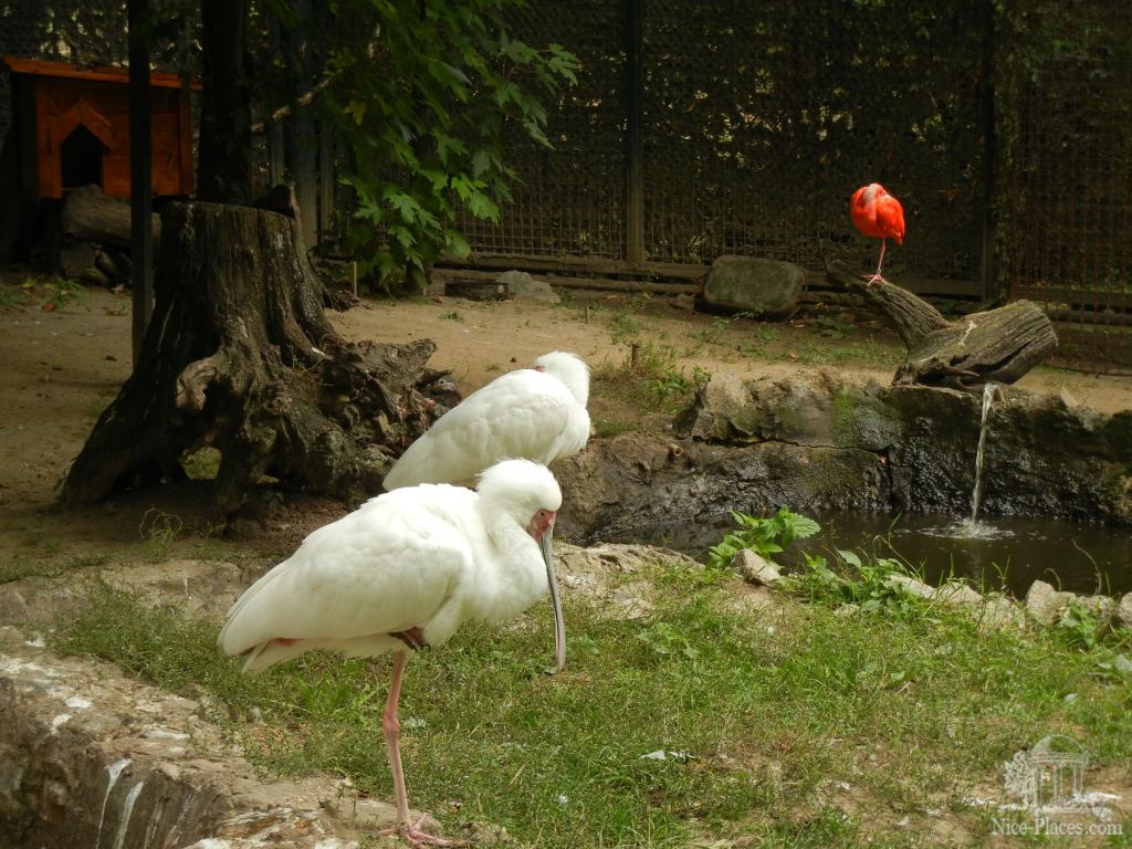 Фото 28 - Братиславский зоопарк - взгляд на таинства природы