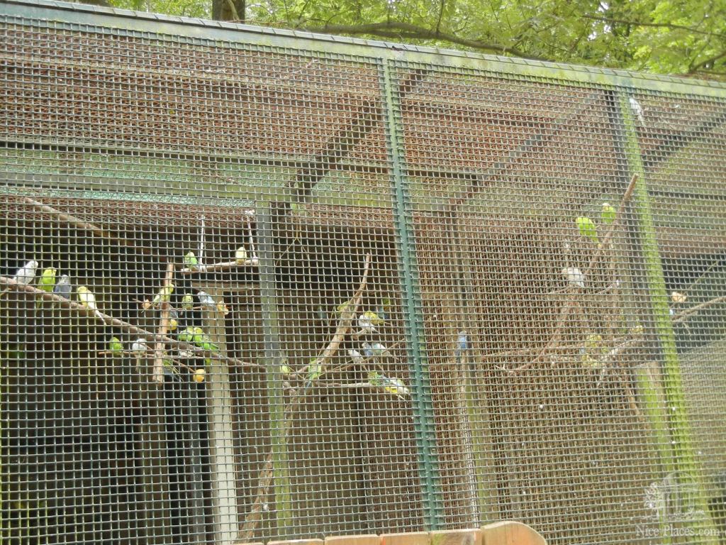 Клетка с попугайчиками - Братиславский зоопарк - взгляд на таинства природы