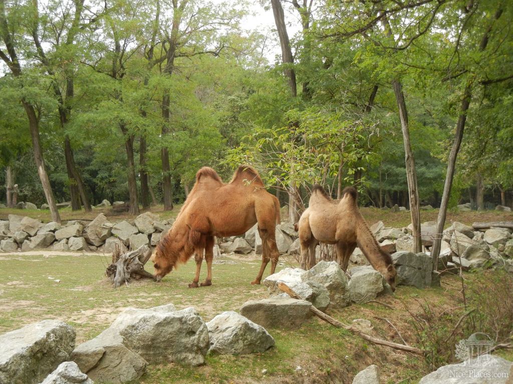 Верблюды - Братиславский зоопарк - взгляд на таинства природы