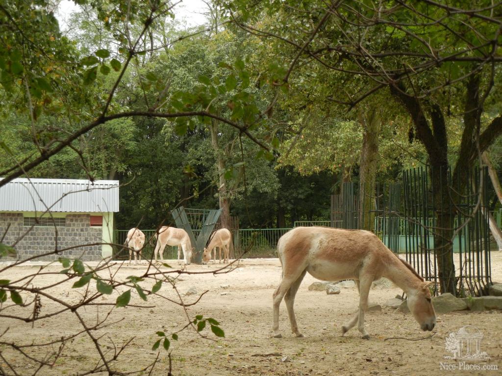 Фото 52 - Братиславский зоопарк - взгляд на таинства природы