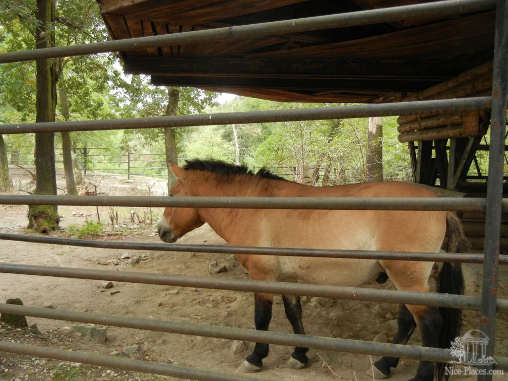 Лошадь Пржевальского - Братиславский зоопарк - взгляд на таинства природы