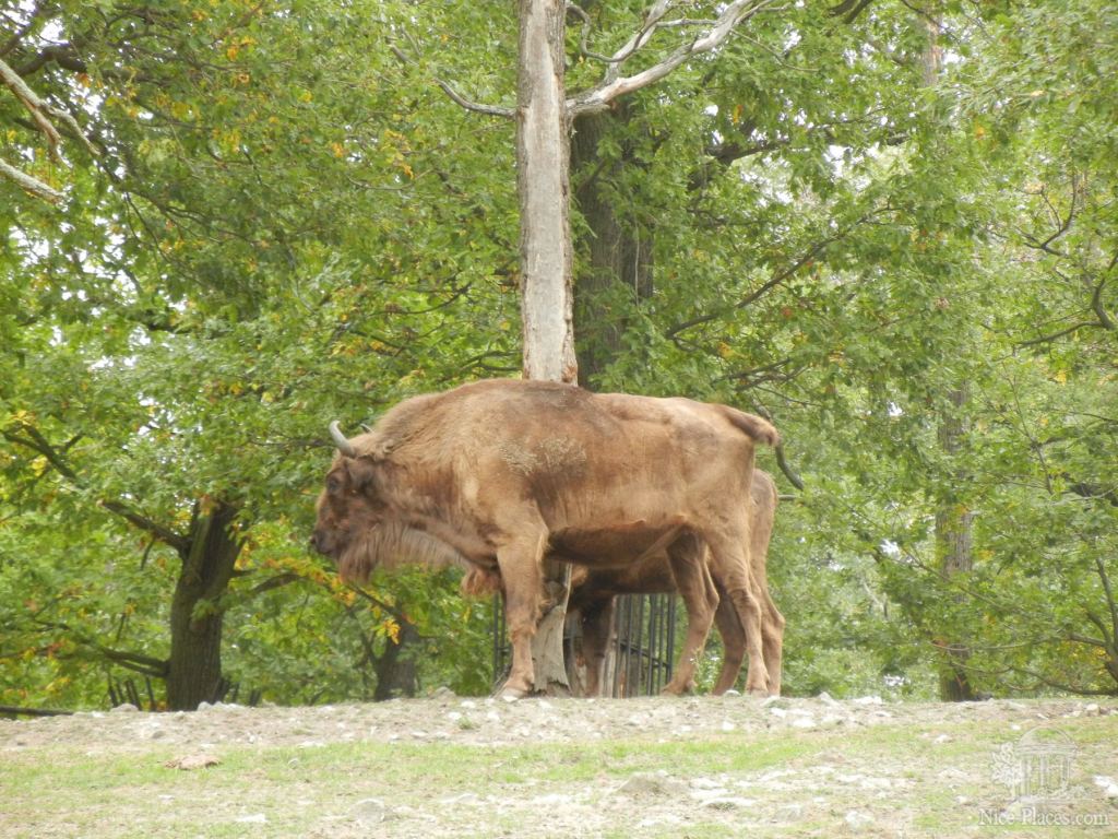 Зубры - Братиславский зоопарк - взгляд на таинства природы