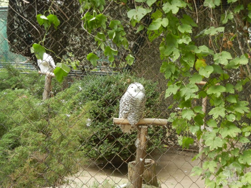 Снежные совы - Братиславский зоопарк - взгляд на таинства природы
