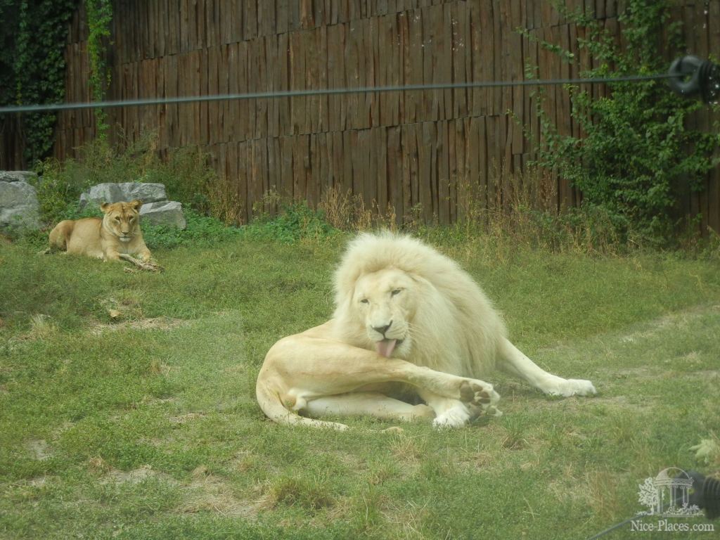 Лев умывается - Братиславский зоопарк - взгляд на таинства природы