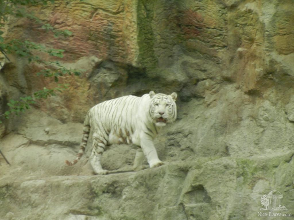 Белые тигры - впечатляющие кошки - Братиславский зоопарк - взгляд на таинства природы