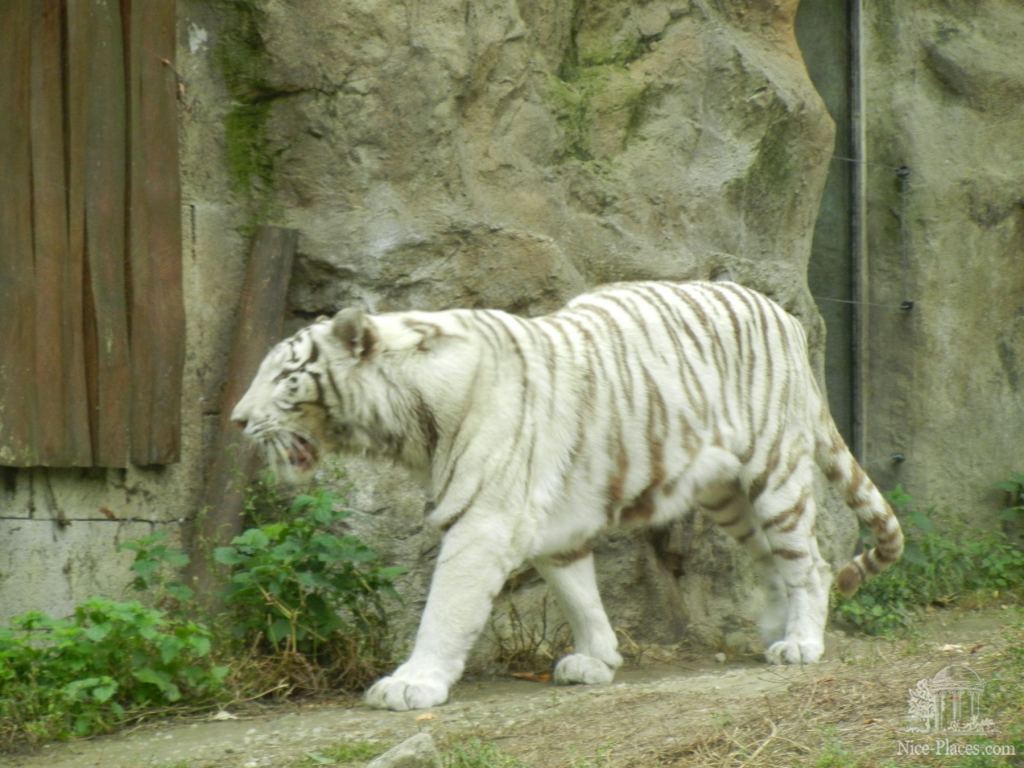 Белый тигр - Братиславский зоопарк - взгляд на таинства природы