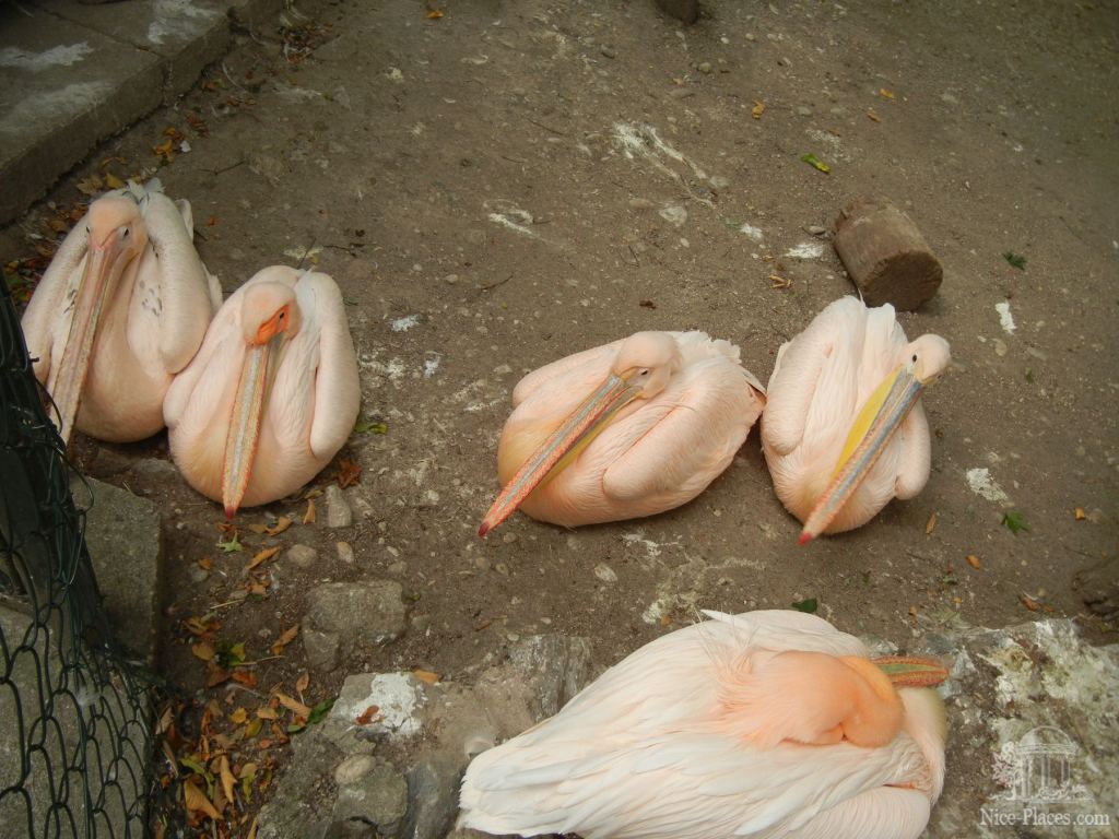 Розовые пеликаны - Братиславский зоопарк - взгляд на таинства природы
