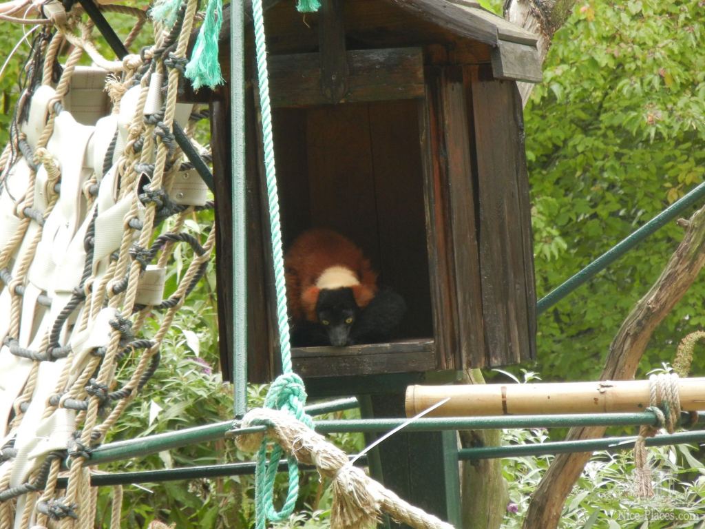 Красный лемур выглядывает из домика - Братиславский зоопарк - взгляд на таинства природы