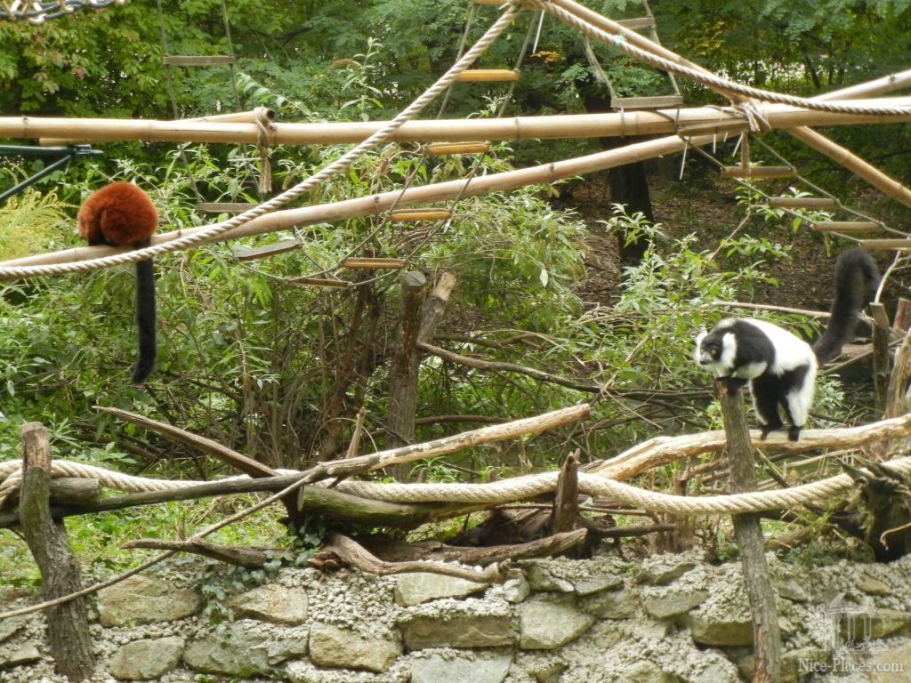 Тут множество канатов, сеток, палок для интересной жизни зверьков - Братиславский зоопарк - взгляд на таинства природы