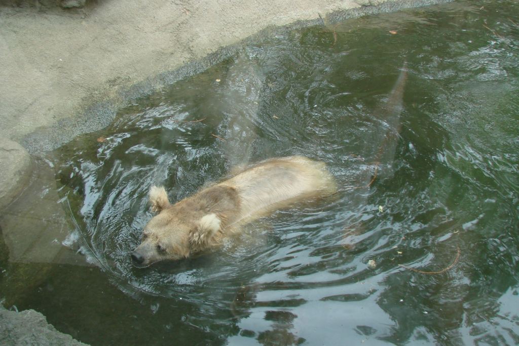 Фото 46 - Киевский зоопарк