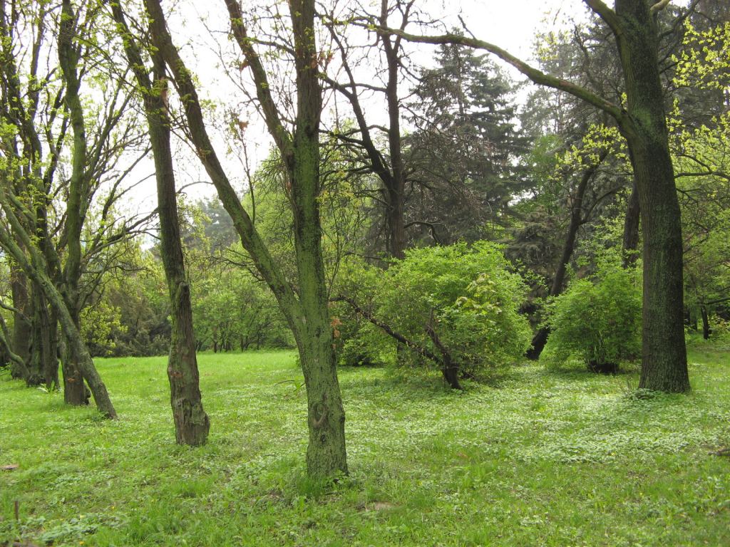 В Киевском ботаническом саду - Киев - Ботанический сад им. Гришка весной