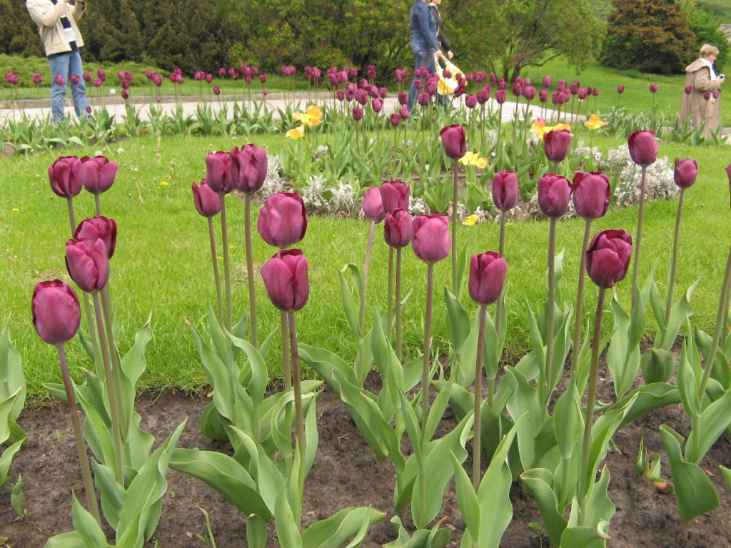 Самые разные тюльпаны цветут в ботаническом саду весной - Киев - Ботанический сад им. Гришка весной