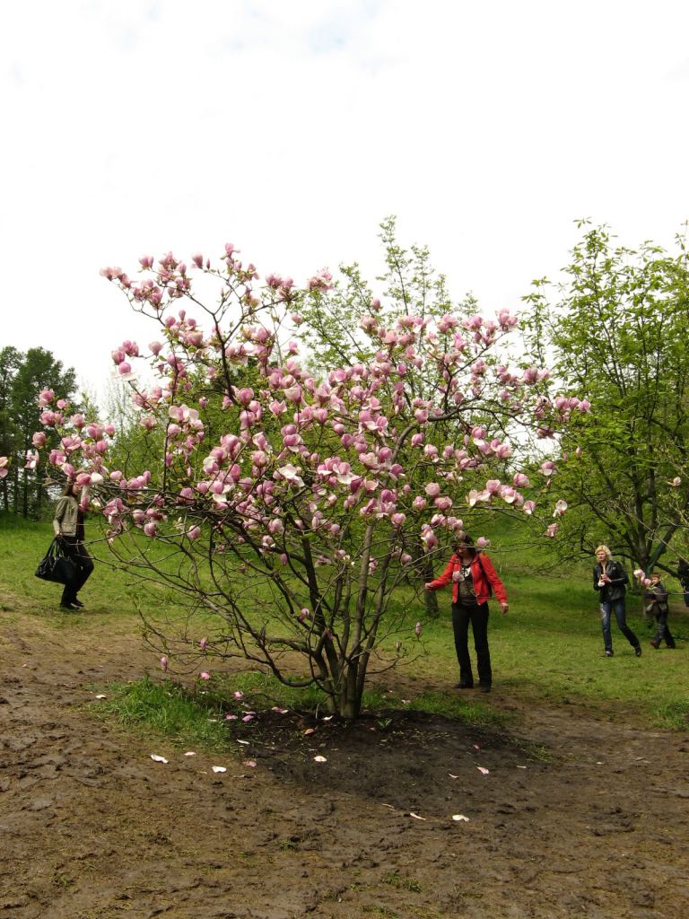 Цветущая магнолия - Киев - Ботанический сад им. Гришка весной
