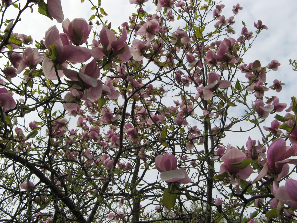 Цветущая розовая магнолия - Киев - Ботанический сад им. Гришка весной