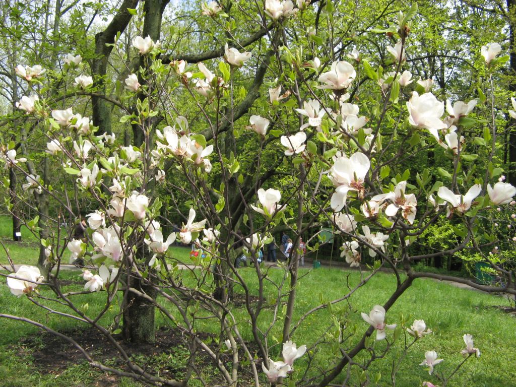 Цветущая белая магнолия - Киев - Ботанический сад им. Гришка весной