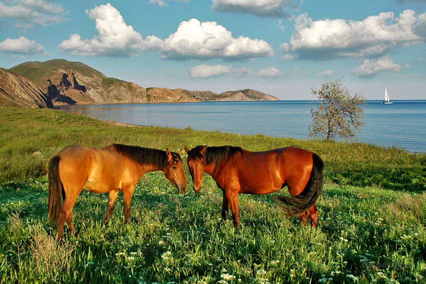 Природный мир крыма. Карадагский заповедник Крым фауна. Заповедник Карадаг фауна.