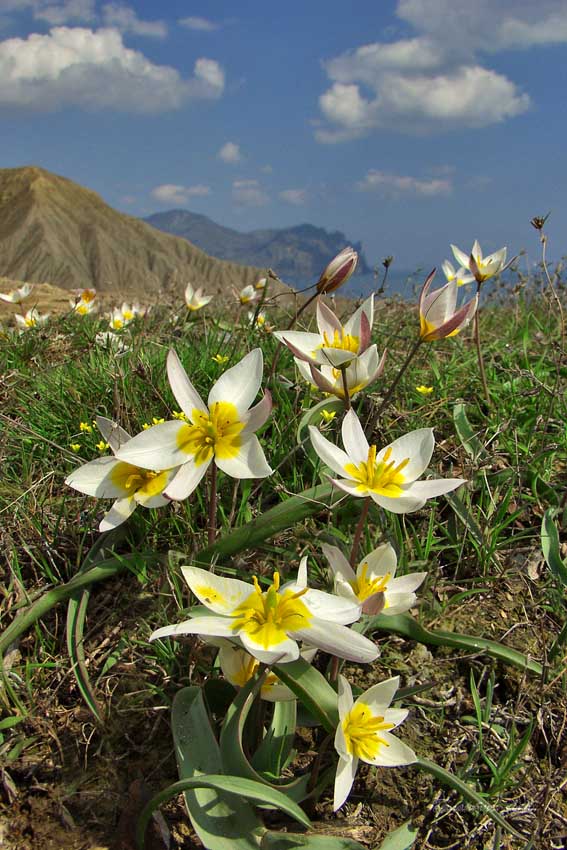 Эдельвейс крымский цветок фото