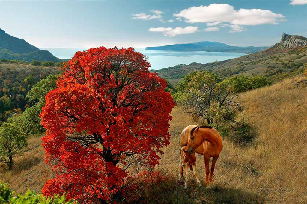 Лошадь и жеребенок - Красоты Крыма (артовые фото)