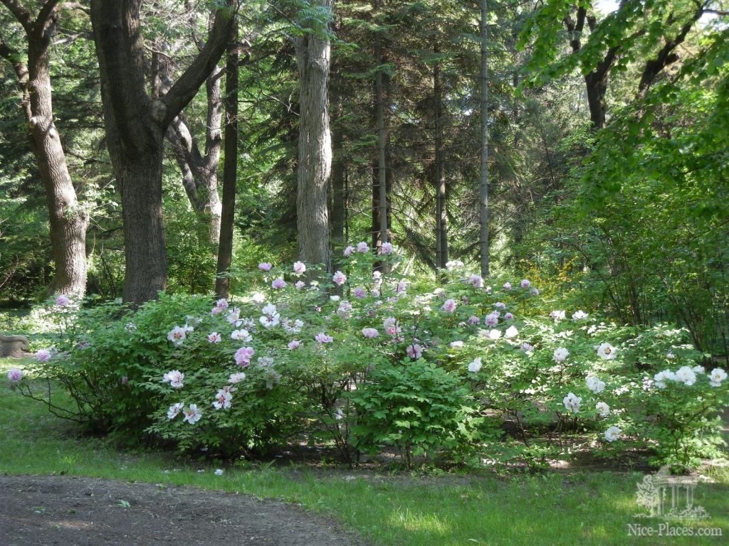 В саду несколько площадок с древовидными пионами. Эта ближе к центральному входу - Одесский Ботанический сад весной