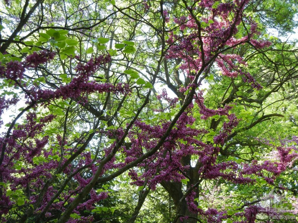 Цветущий церцис европейский - Одесский Ботанический сад весной